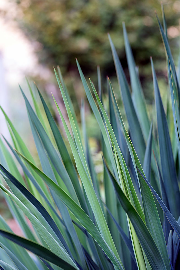 Yucca plants