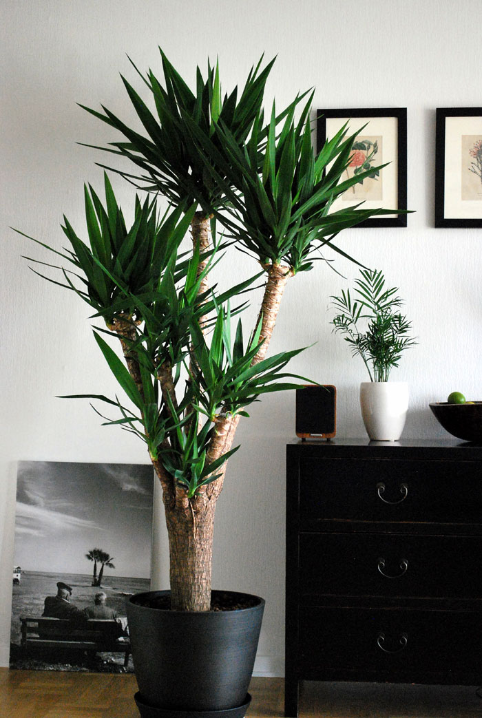 Yucca plants care