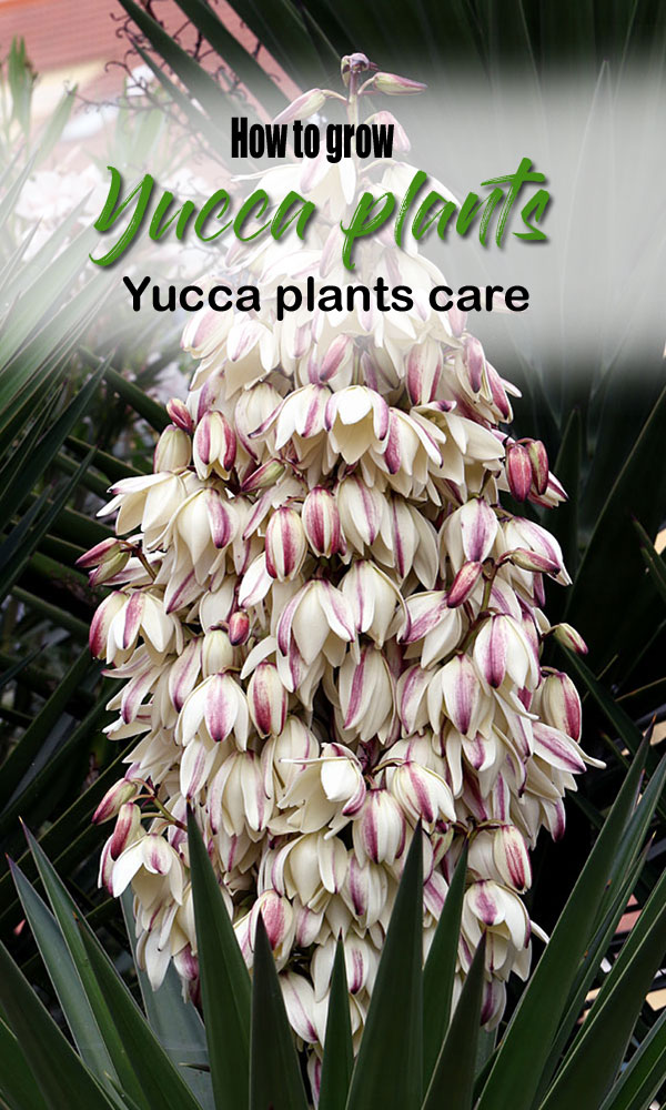 Yucca plants | Yucca plants care | adam's needle | yucca elephantipes