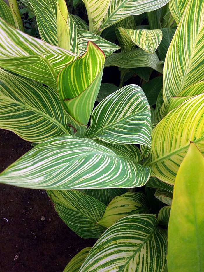 How to grow a Calathea