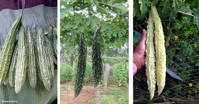 Bitter Gourd Varieties