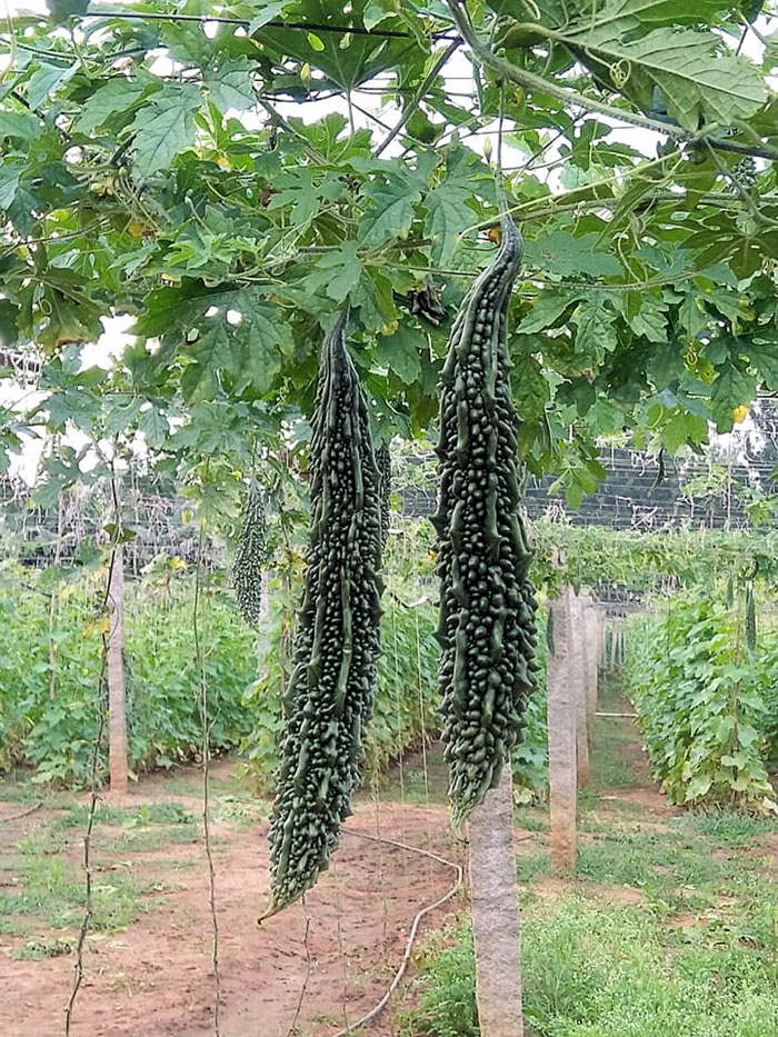 Growing Bitter gourd
