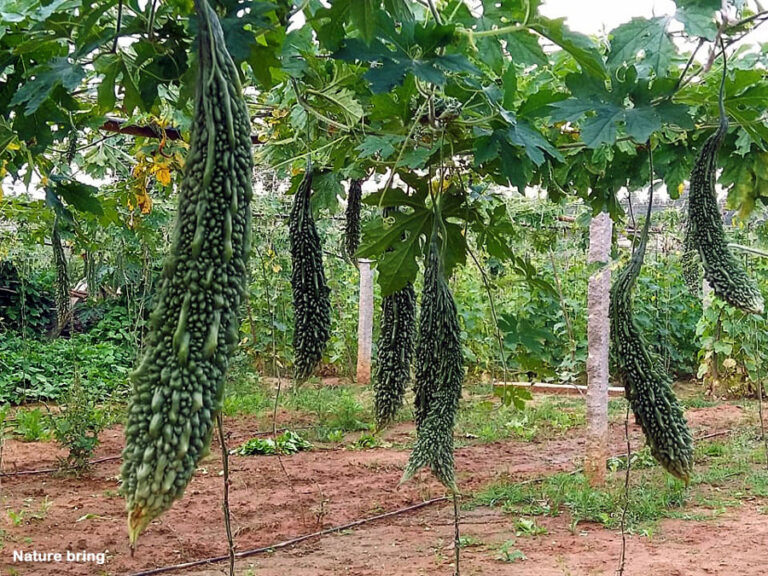 How Long Bitter Gourd Plant Live