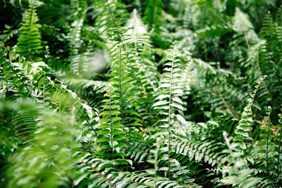 Boston Fern