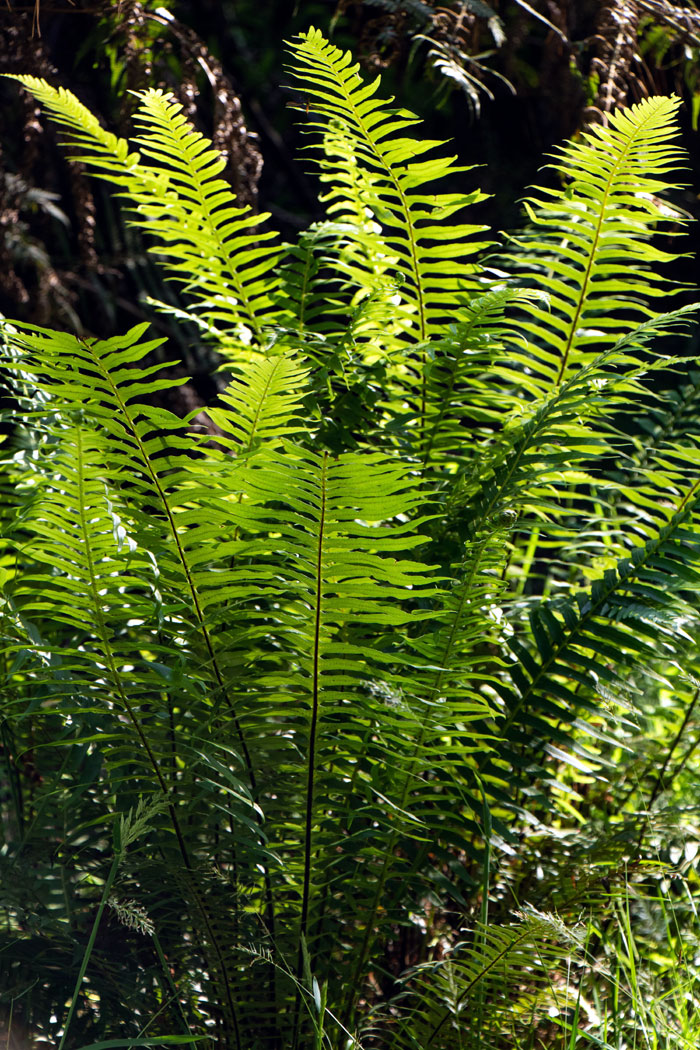 Growing ferns