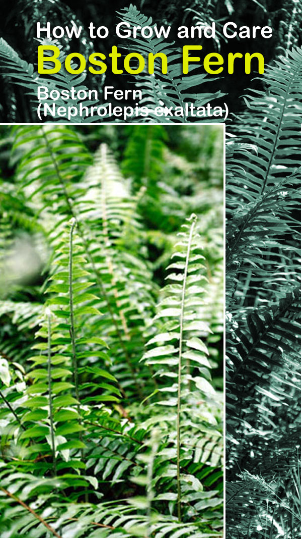 Boston Fern | Growing ferns