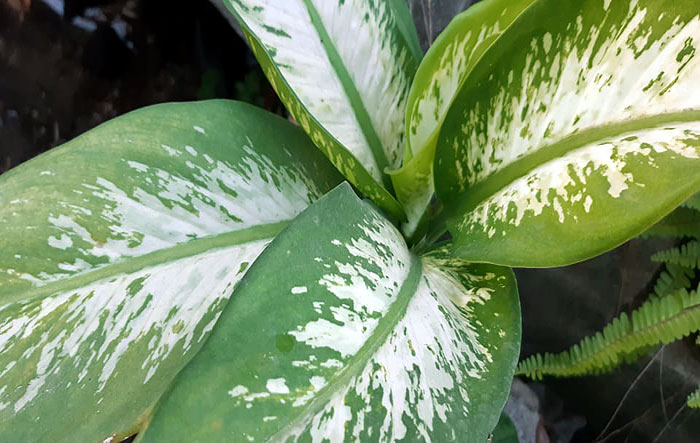 Dumb cane care