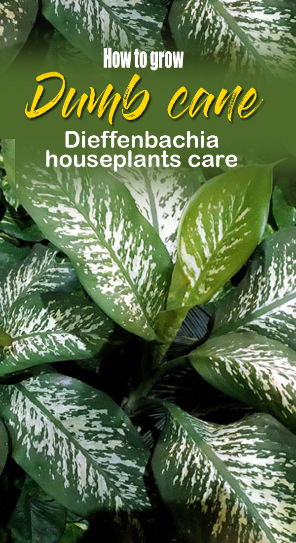 How to grow Dieffenbachia | Dumb cane care | dieffenbachia seguine