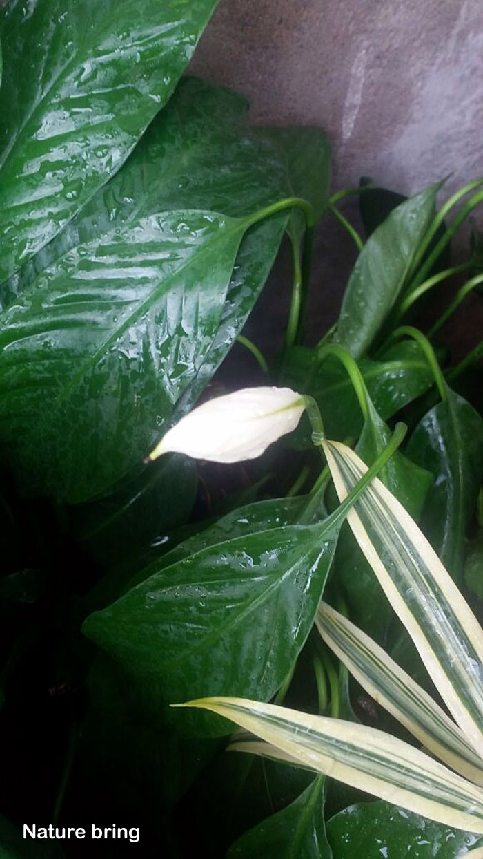 Peace lily care