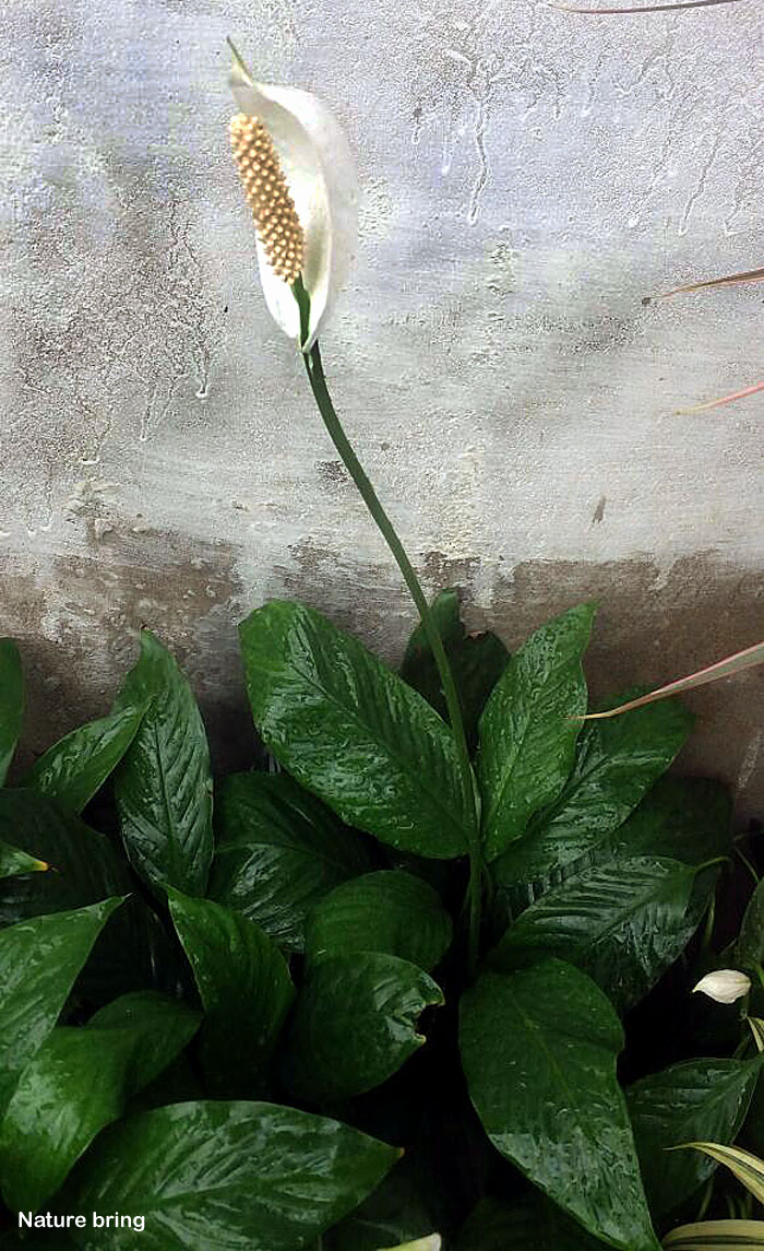 Growing Peace lily plant