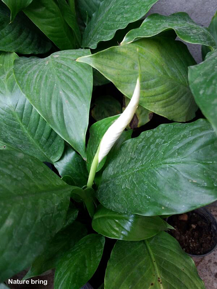 Growing Peace lily plant