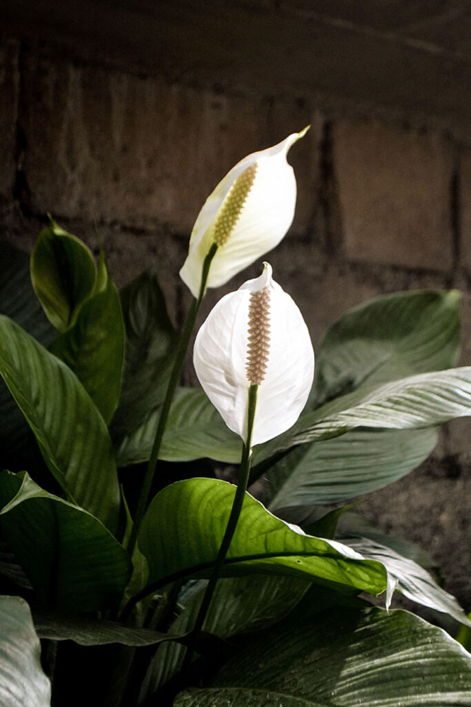 growing-peace-lily-plant-peace-lily-care-spathiphyllum