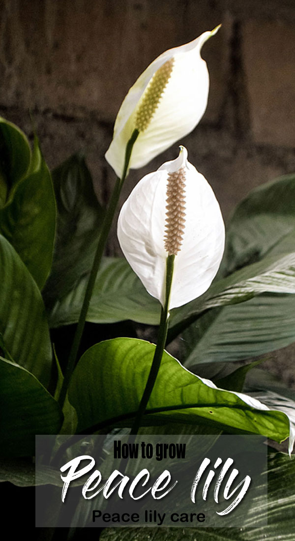 Growing Peace lily plant | Spathiphyllum