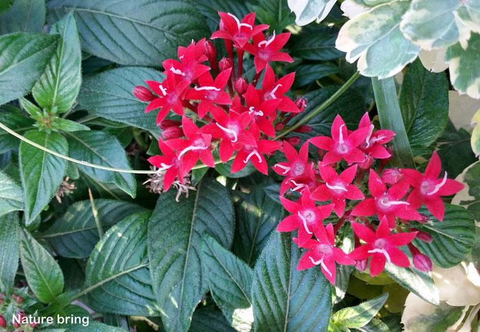 Pentas flower