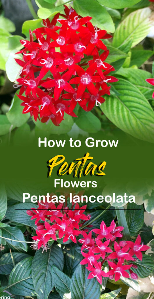 How to grow Pentas flower | Pentas plant care | Pentas lanceolata ...