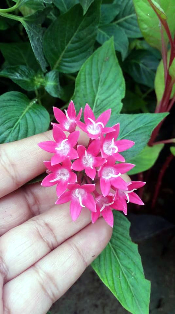 Pentas lanceolata