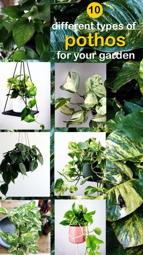 10 Different Types Of Pothos For Your Garden Pothos Varieties