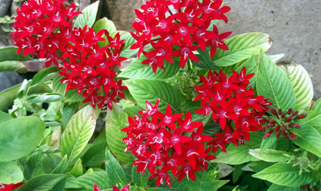 How to grow Pentas flower | Pentas plant care | Pentas lanceolata ...