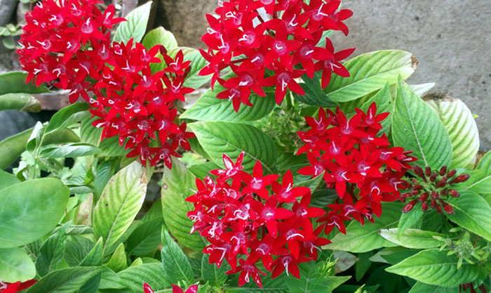 Pentas plant 