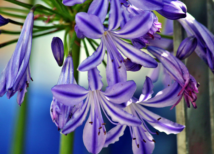 agapanthus care | lily of the nile