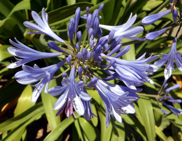 Agapanthus Flowers | lily of the nile