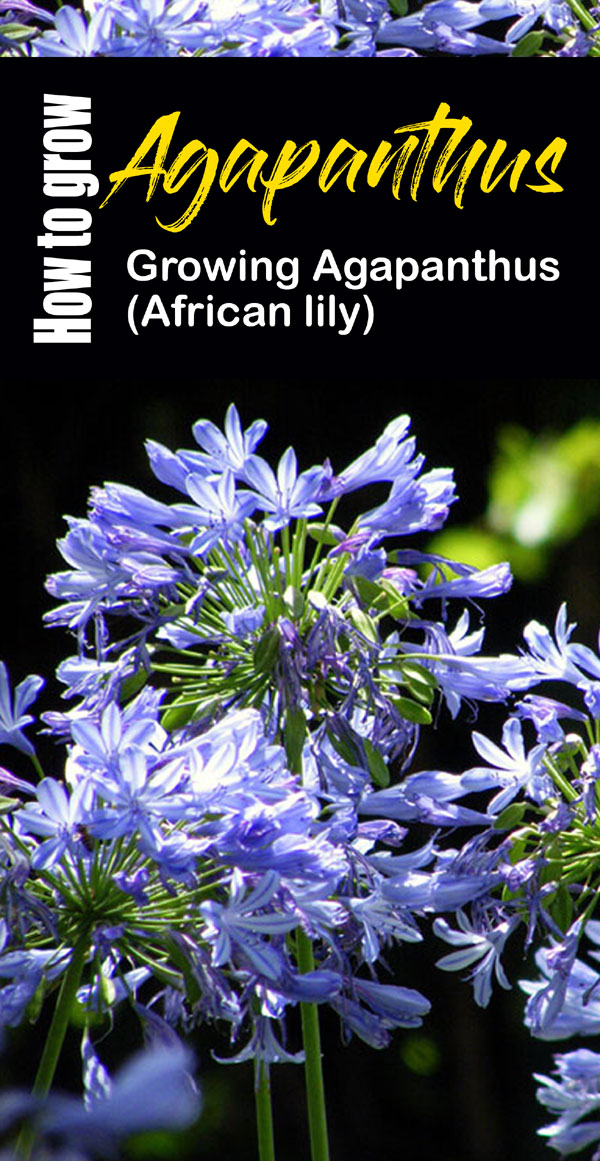 Agapanthus Flowers | lily of the nile