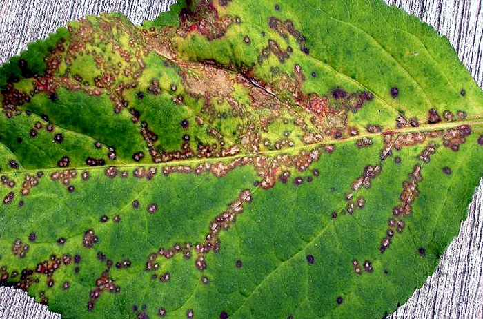 Anthracnose fungus in plants