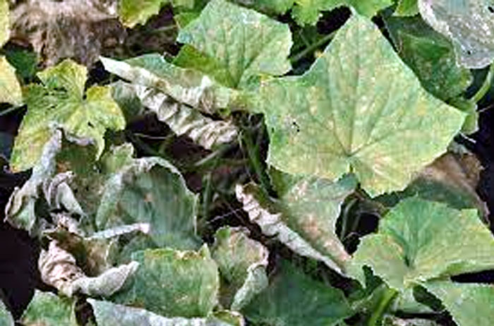 Downy mildew