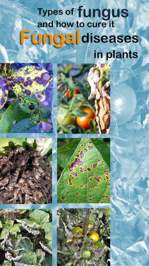 Types of fungus | Fungal diseases in plants