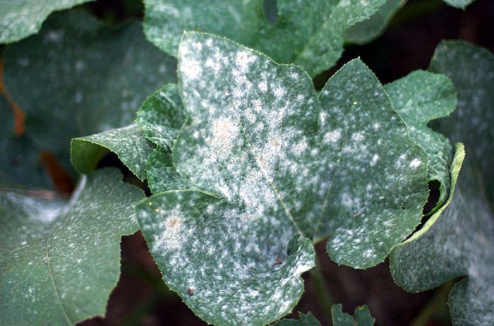 Powdery mildew Fungal diseases in plants 