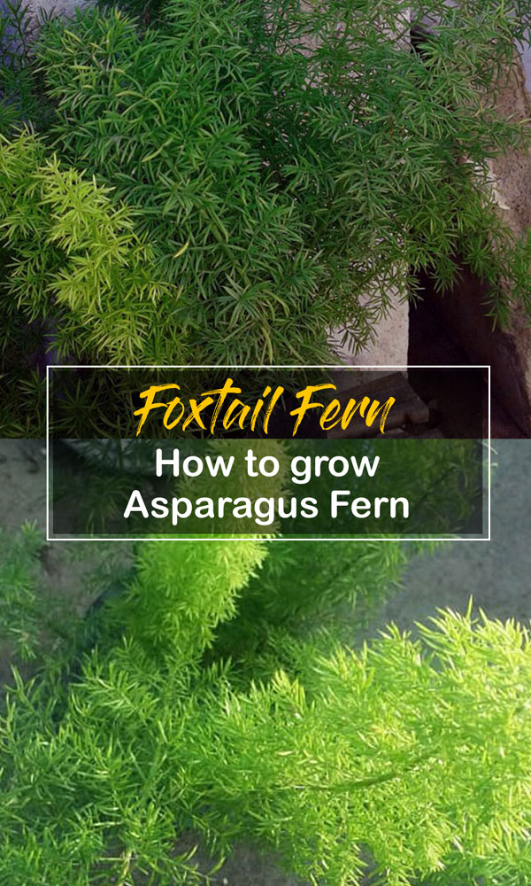 Asparagus Fern | care of foxtail fern