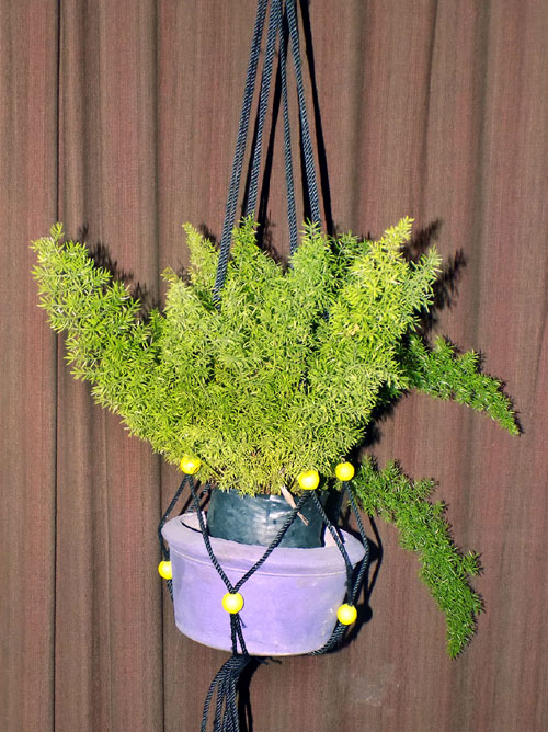 Foxtail Fern (Asparagus Fern)