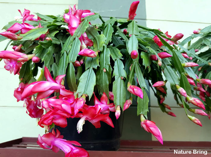 Christmas Cactus