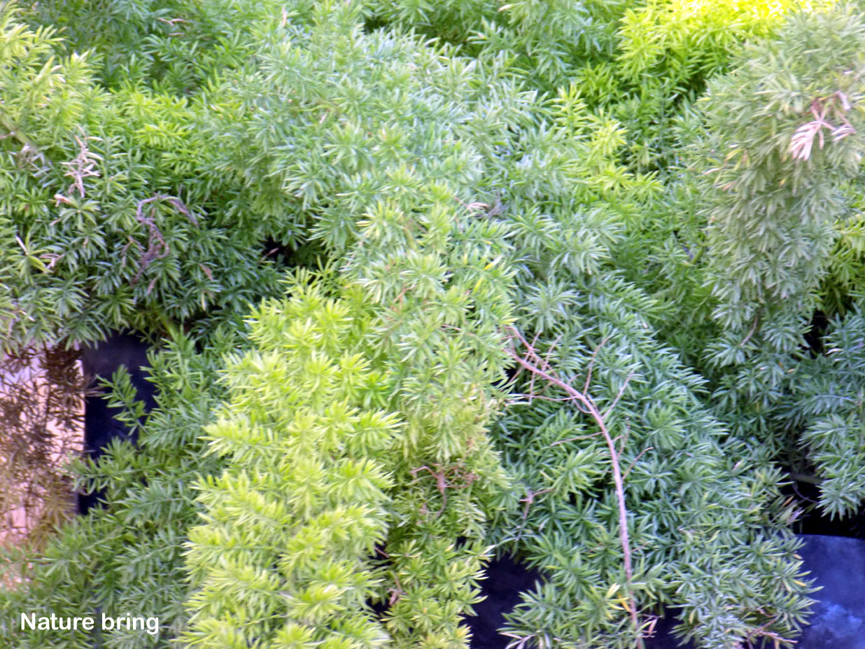 Foxtail Fern