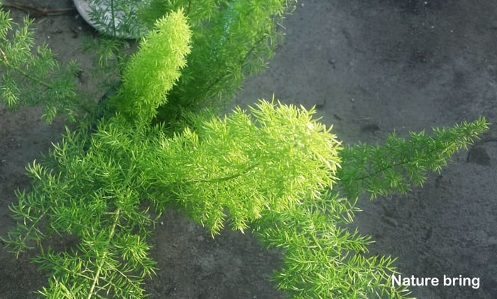 Foxtail Fern (Asparagus Fern)