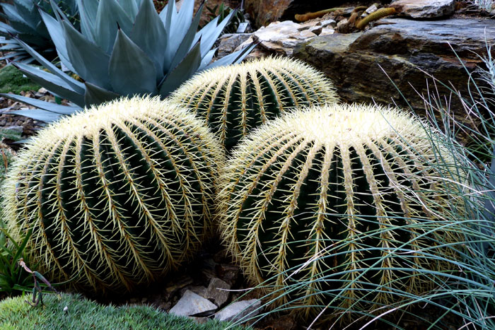 Barrel Cactus