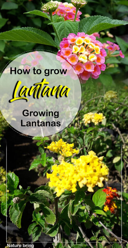 Lantana Plant 