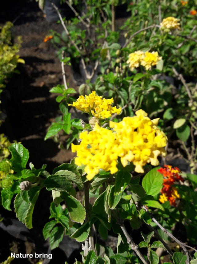 Lantana Plant | How to grow lantana | lantana camara care - Naturebring