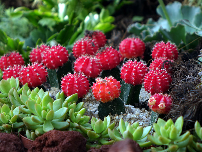 Moon Cactus