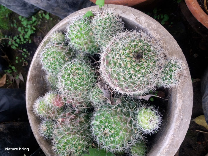 Types of Indoor Cactus plants
