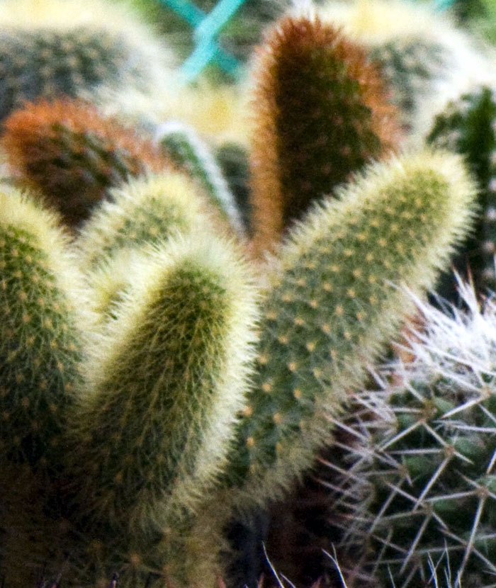 Rat Tail Cactus