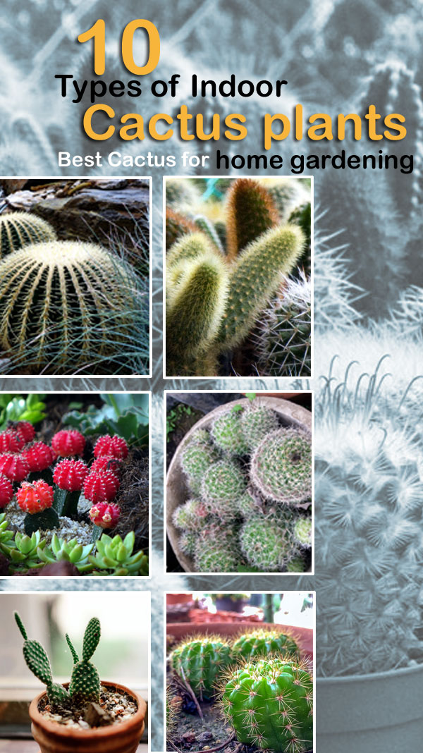 Types of Indoor Cactus plants