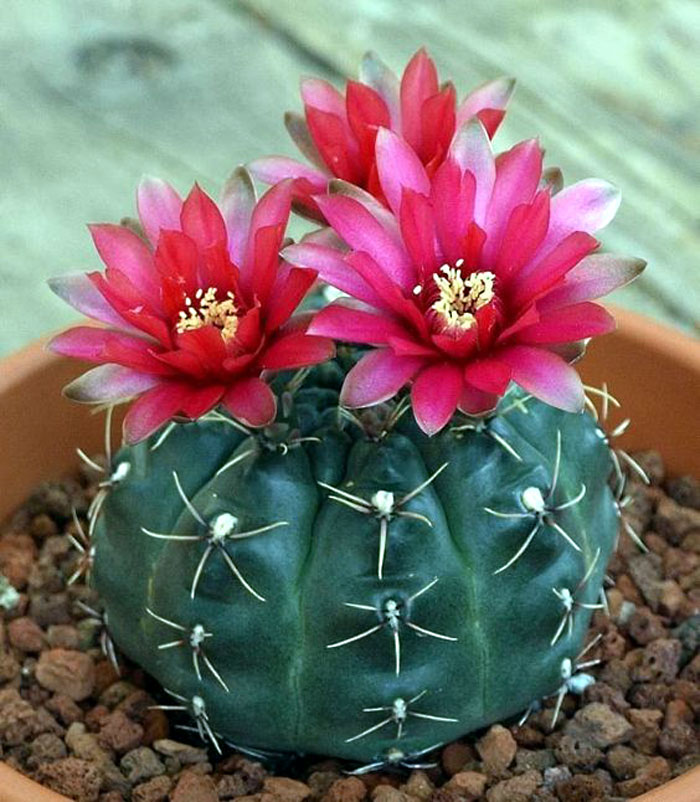 Types of Indoor Cactus plants