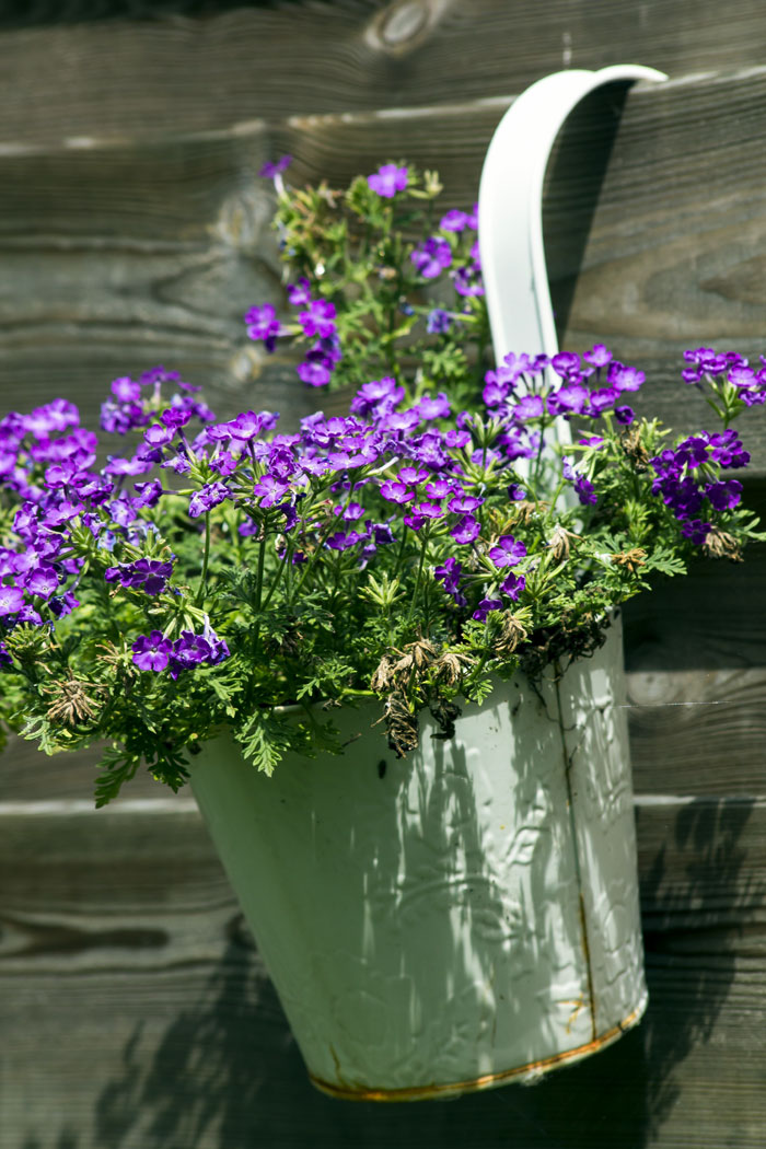 plants for Hanging baskets