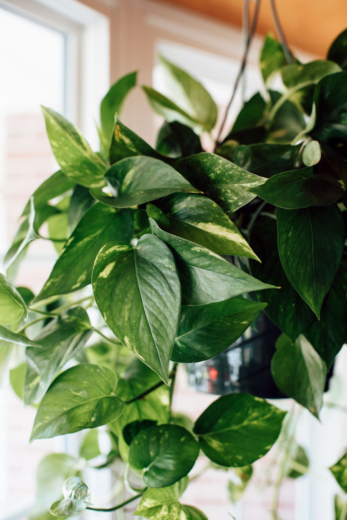 plants for Hanging baskets