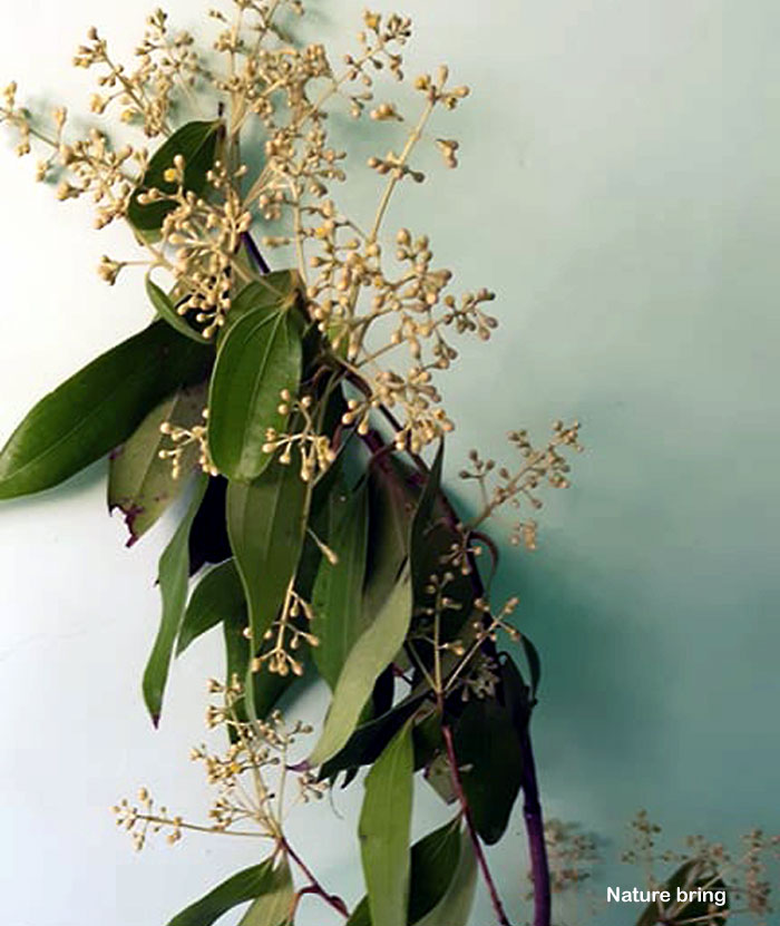 Bay laurel plant