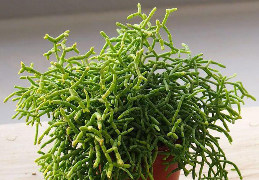 How to grow and care for Rhipsalis plant | Growing Mistletoe cactus