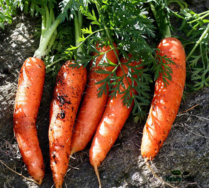 How to Grow root vegetables