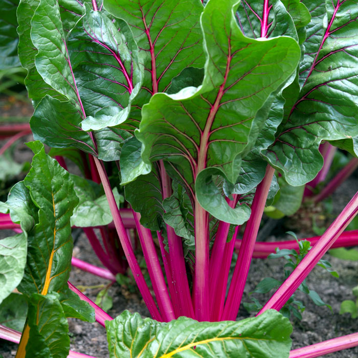Root Vegetables easy to grow grow