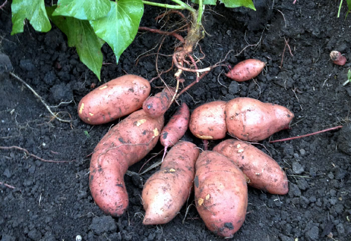 root vegetables